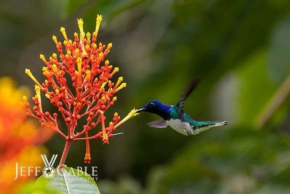 Hummingbirds-0011