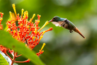 Hummingbirds-0013