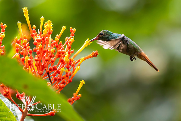 Hummingbirds-0013