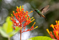Hummingbirds-0012