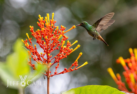 Hummingbirds-0012