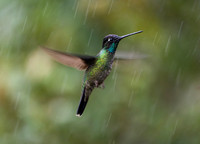 Hummingbirds-0015