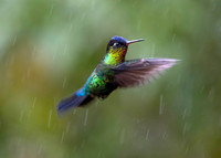 Hummingbirds-0016