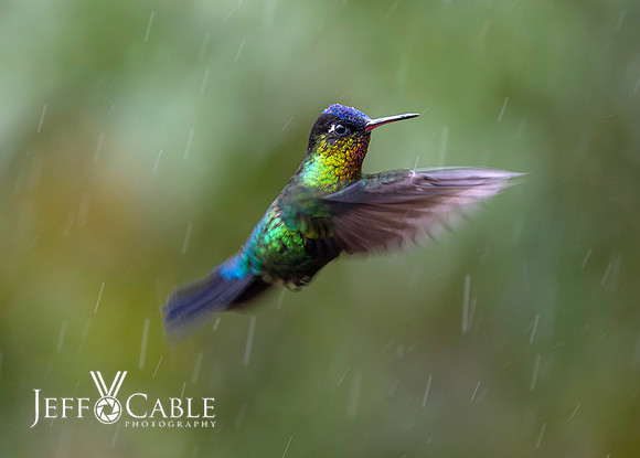Hummingbirds-0016