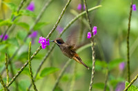 Hummingbirds-0017