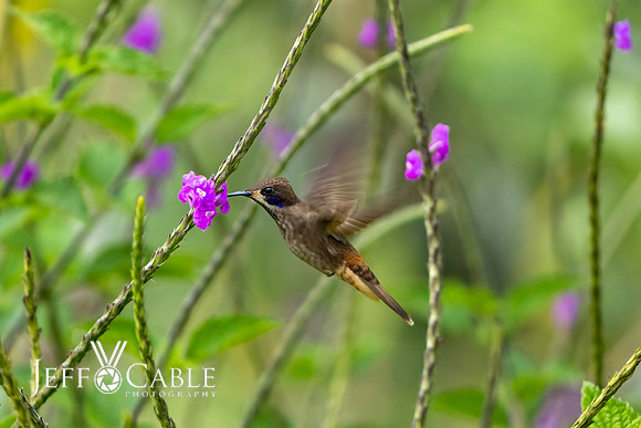 Hummingbirds-0017