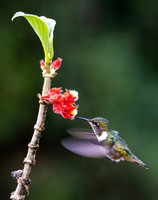 Hummingbirds-0018