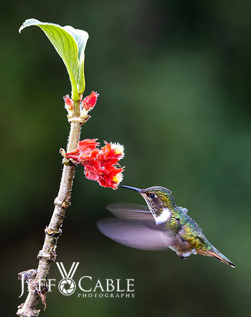Hummingbirds-0018
