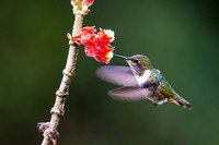Hummingbirds-0019