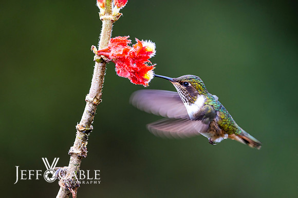 Hummingbirds-0019