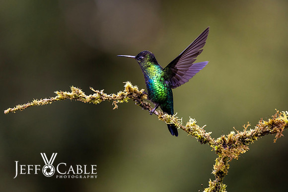 Hummingbirds-0021