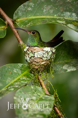 Hummingbirds-0022