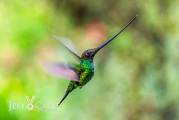 Hummingbirds-0023