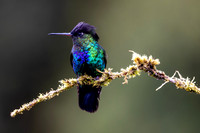 Hummingbirds-0020