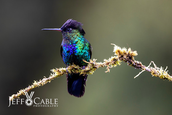 Hummingbirds-0020