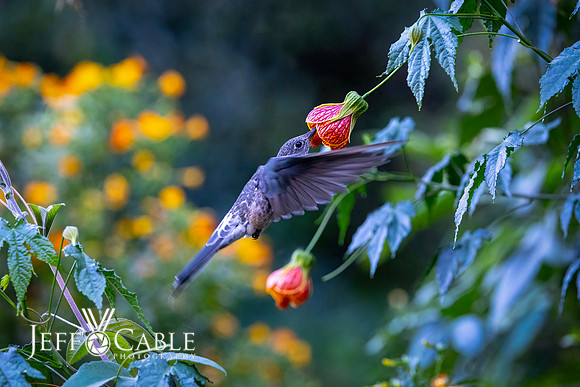 Hummingbirds-0024