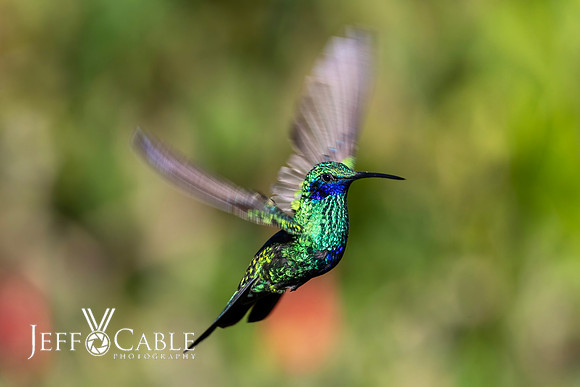 Hummingbirds-0025