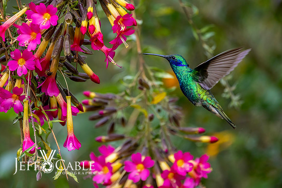 Hummingbirds-0029