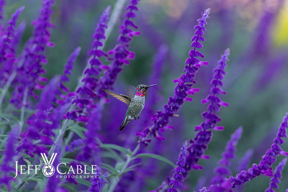Hummingbirds-0033