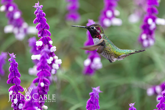 Hummingbirds-0032