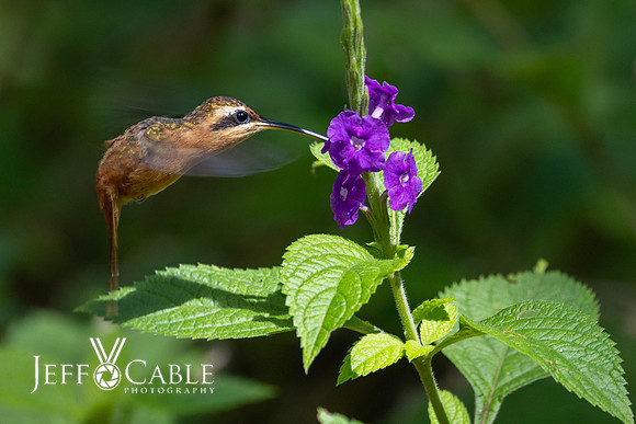 Hummingbirds-0031