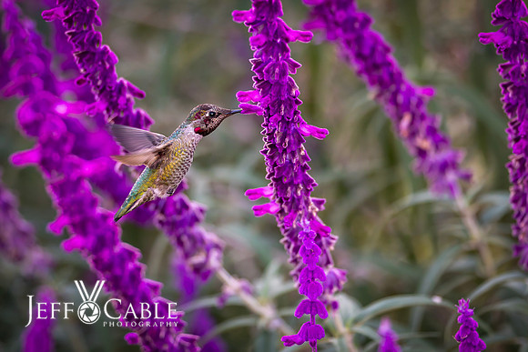 Hummingbirds-0034