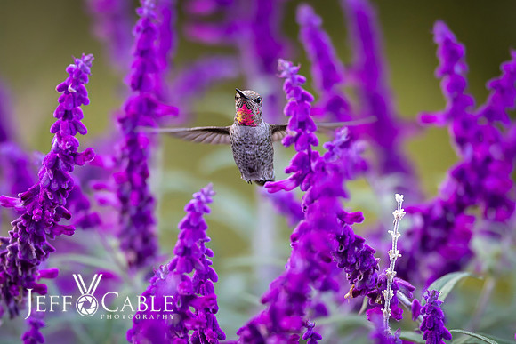 Hummingbirds-0035