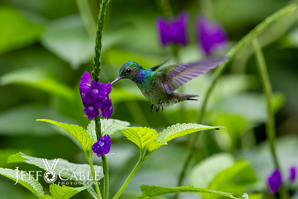 Hummingbirds-0037