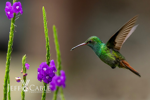 Hummingbirds-0038