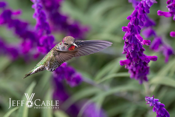 Hummingbirds-0036