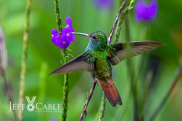 Hummingbirds-0039