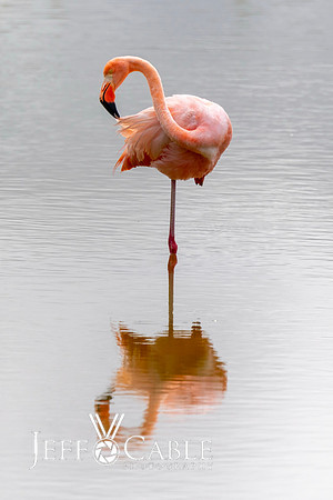 Edit-Galapagos-Photo-Tour#2-1426