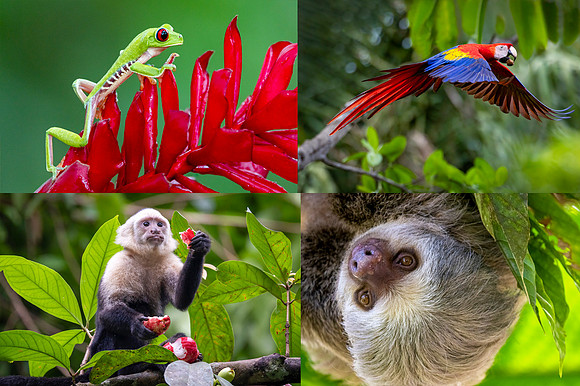 Edit-Costa-Rica-Photo-Tour-Montage