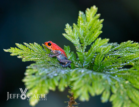 Costa Rica Photo Tours