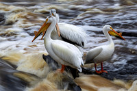 Edit-Minnesota-Photo-Tour-0324