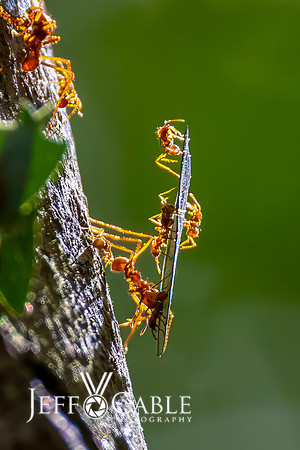 Costa Rica Photo Tours