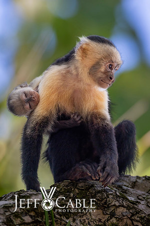 Costa Rica Photo Tours