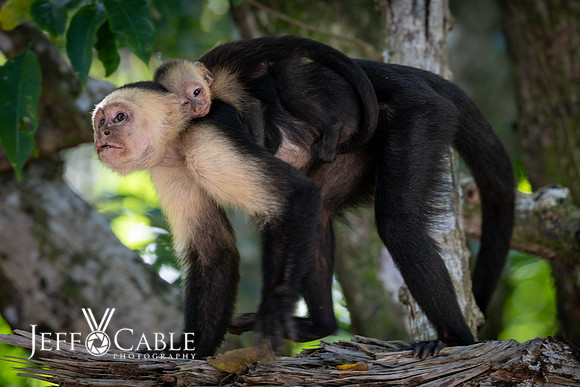 Costa Rica Photo Tours
