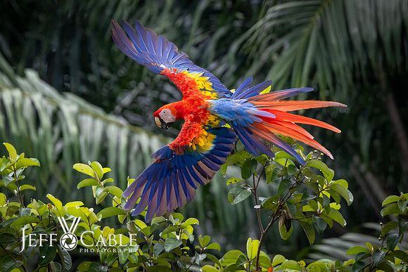 Costa Rica Photo Tours