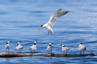 Costa Rica Photo Tours