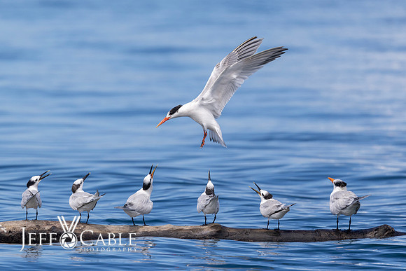 Costa Rica Photo Tours