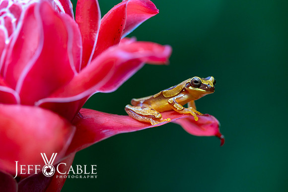 Costa Rica Photo Tours