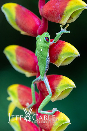 Costa Rica Photo Tours