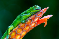 Costa Rica Photo Tours