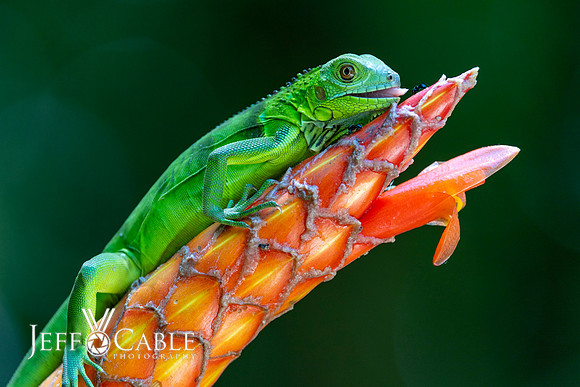 Costa Rica Photo Tours