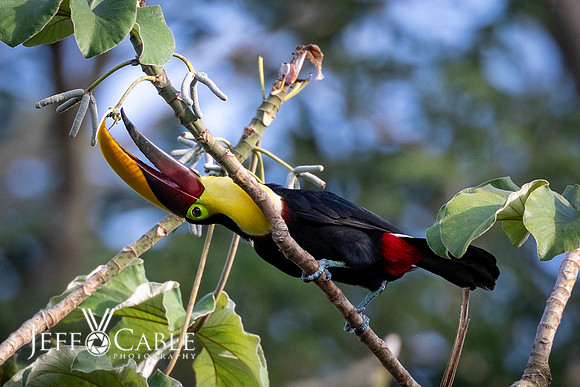 Costa Rica Photo Tours