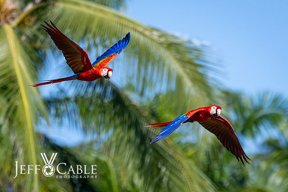 Costa Rica Photo Tours