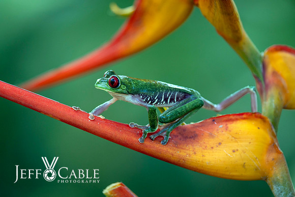 Costa Rica Photo Tours