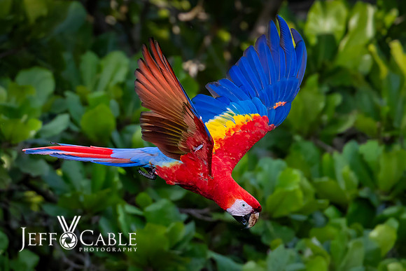 Costa Rica Photo Tours