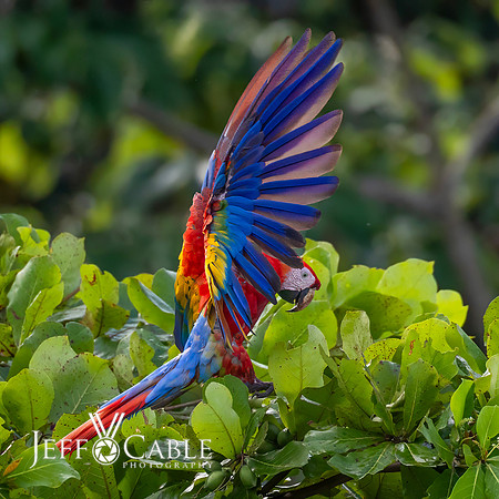 Costa Rica Photo Tours
